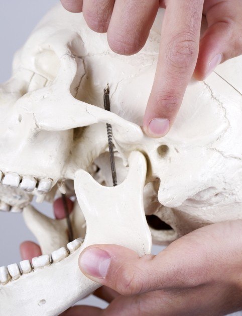 Dentist pointing to jaw and skull bone model where T M J dysfunction can occur